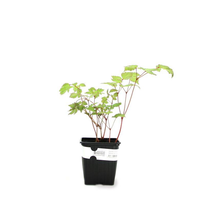 3 Astilbes d'Arends 'Mont Blanc' - Lot de 3 vivaces - Pépinières Naudet - Imagen 2