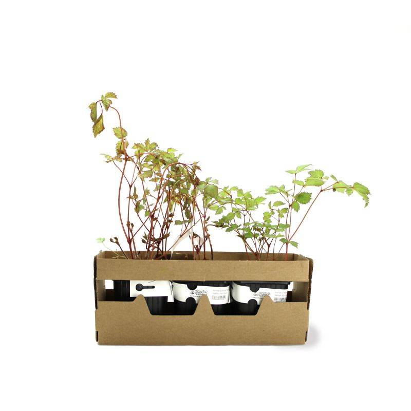 3 Astilbes d'Arends 'Mont Blanc' - Lot de 3 vivaces - Pépinières Naudet - Imagen 4