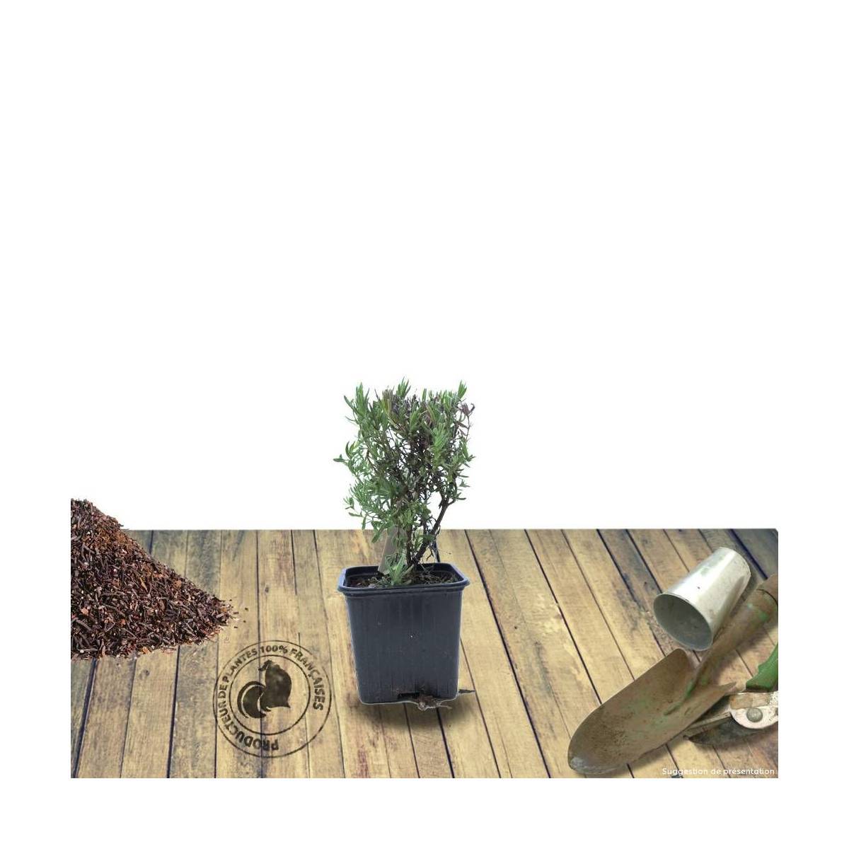 Lavande Anna® à fleurs Bleue - feuillage Persistant - Pot de 1,5L - 10/20 cm-  hauteur à maturité De 0,50 m à 1,00 m - Image 7