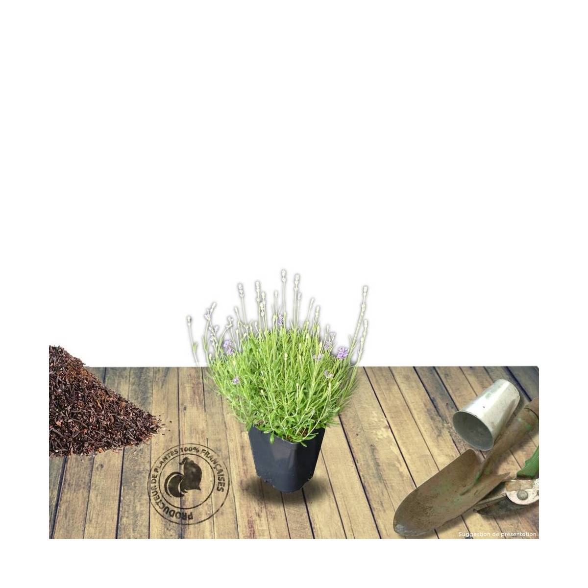 Lavande Anna® à fleurs Bleue - feuillage Persistant - Pot de 1,5L - 10/20 cm-  hauteur à maturité De 0,50 m à 1,00 m - Image 9