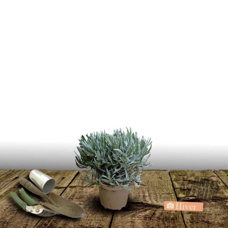 Lavande Anna® à fleurs Bleue - feuillage Persistant - Pot de 1,5L - 10/20 cm-  hauteur à maturité De 0,50 m à 1,00 m - Image 4