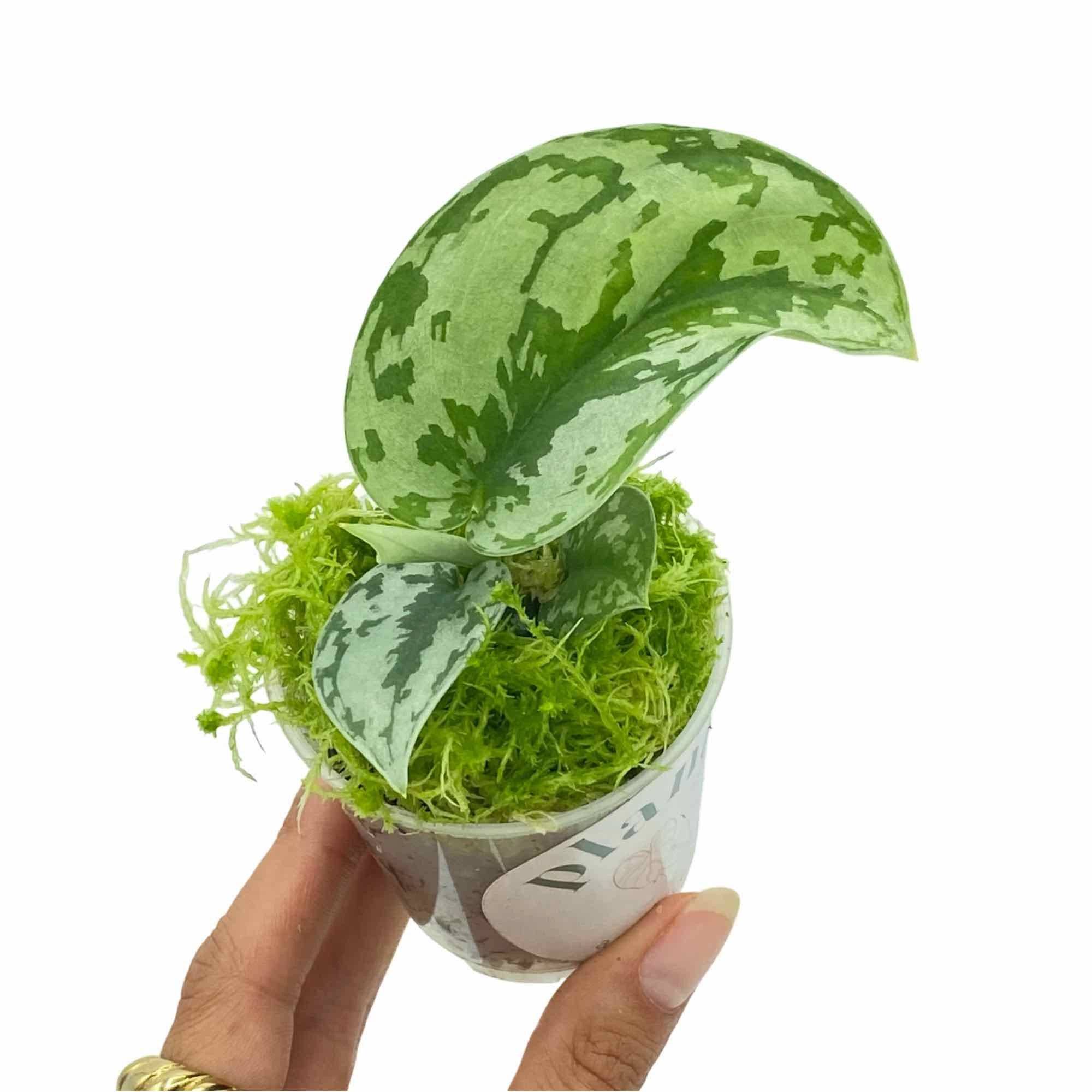 Scindapsus Silver Lady - Pot de 6cm - Plantes d'intérieur