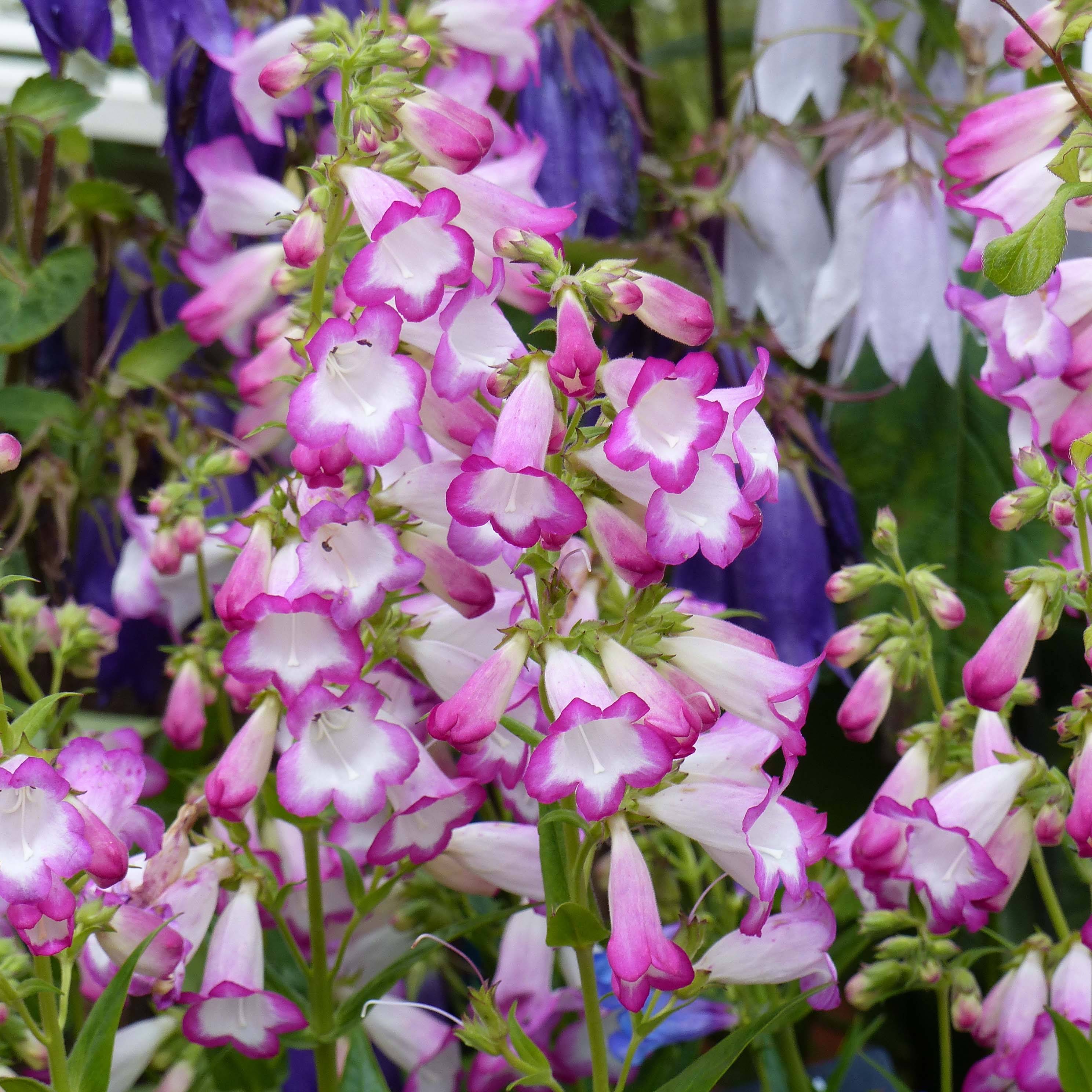 Promesse de Fleurs - Penstemon Pensham Laura - Galane Godet de 8/9 cm