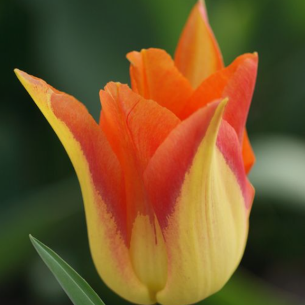 Promesse de Fleurs - Tulipe Fleur de Lis Moonblush Bulbe calibre 11+ (par 10)