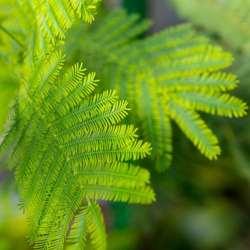 Séquoia toujours vert (Sequoia sempervirens) - Godet - Taille 20/40cm - Pépinières Naudet - Imagen 2