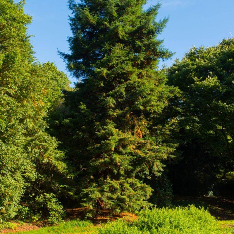 Séquoia toujours vert (Sequoia sempervirens) - Godet - Taille 20/40cm - Pépinières Naudet - Imagen 1