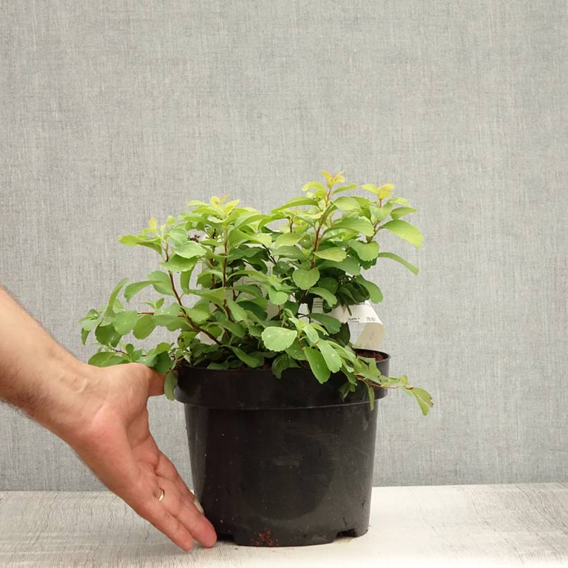 Spirée à feuilles de bouleau Tor Gold - Spiraea betulifolia Pot de 3L/4L - Image 2