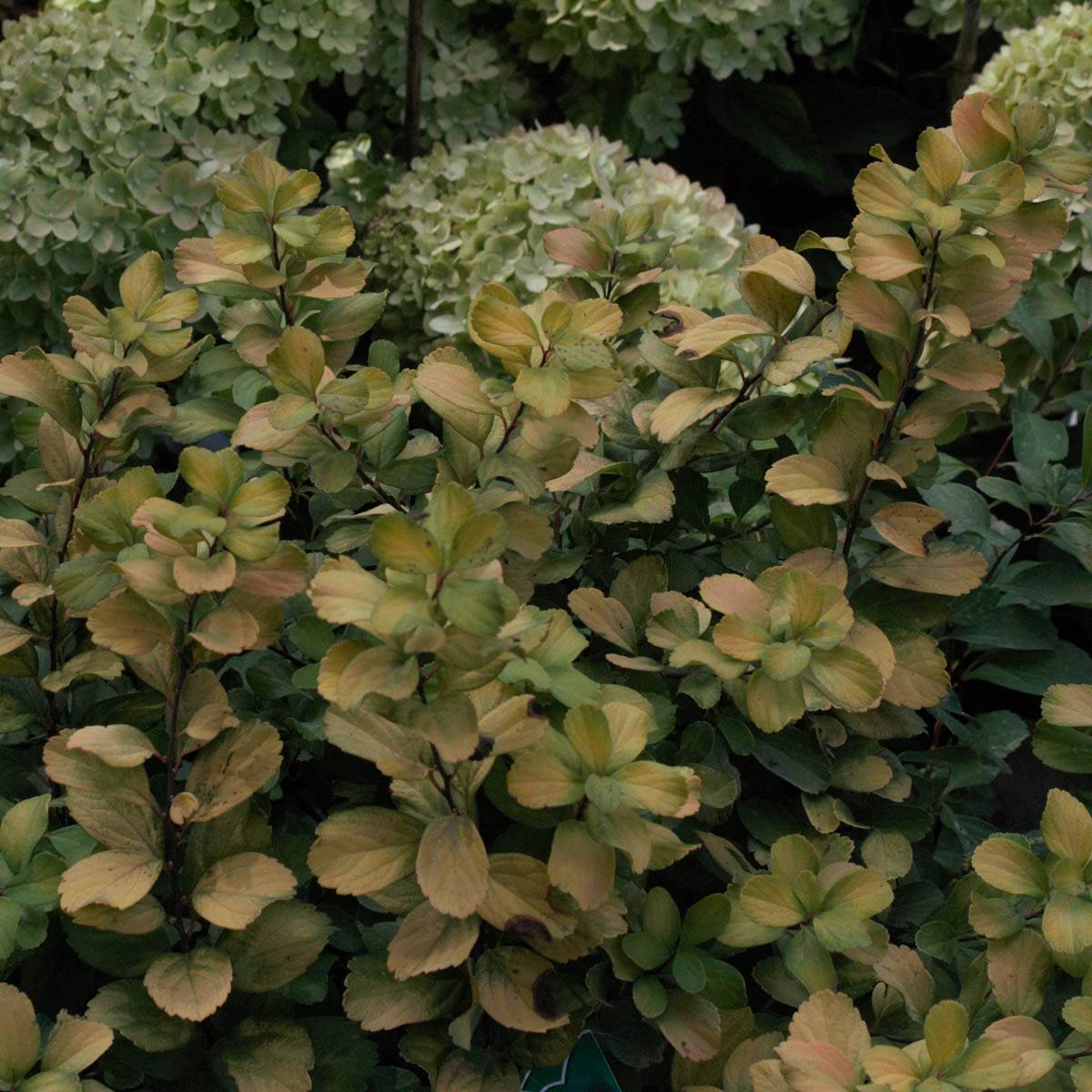 Spirée à feuilles de bouleau Tor Gold - Spiraea betulifolia Pot de 3L/4L - Image 1