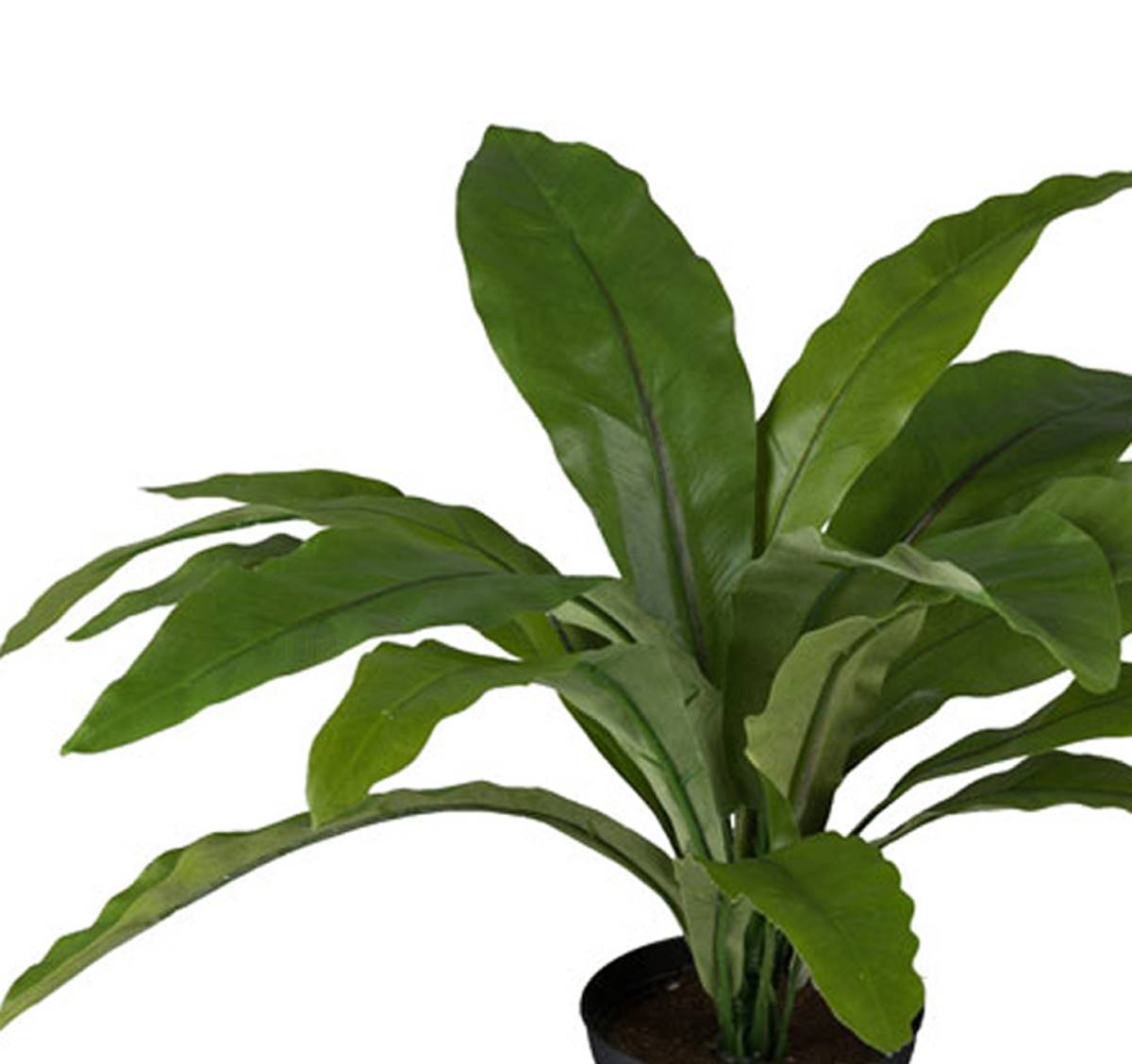 Fougère asplenium artificielle H 30 cm, D 39 cm - Image 3