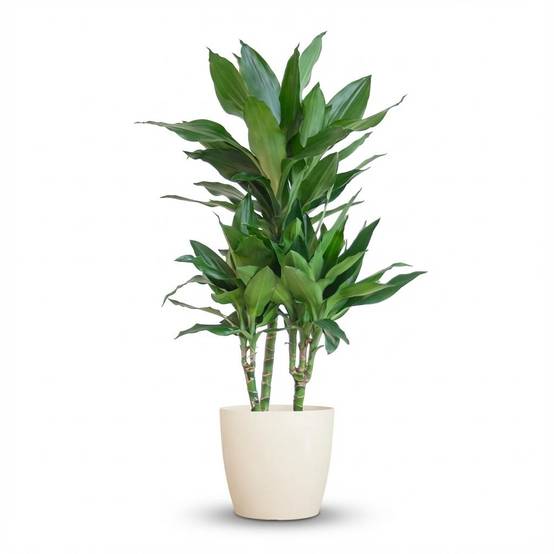 Dracaena Janet Lindt - Pot de 21cm - Hauteur 95cm - Blanc - Plantes d'intérieur - Image 8