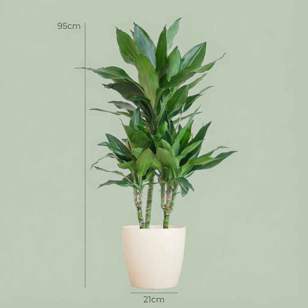 Dracaena Janet Lindt - Pot de 21cm - Hauteur 95cm - Blanc - Plantes d'intérieur - Image 10