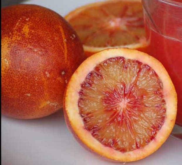 0 - Citrus sinensis var.sanguine ou sanguinelli (orange sanguine) Pot de 4 litres - 30/50 cm