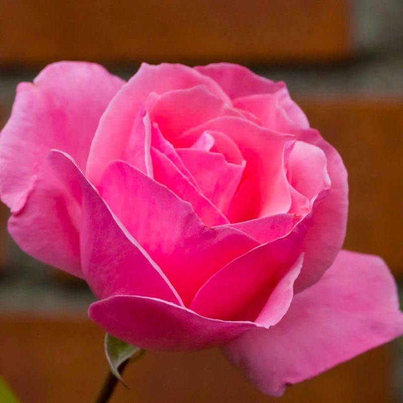 Rosier 'Queen Elizabeth' - Racines nues - Taille 20 à 30cm - Pépinières Naudet - Imagen 1