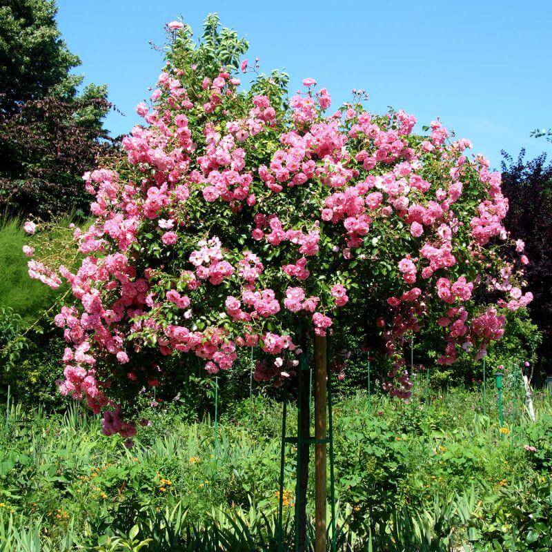 Rosier 'Queen Elizabeth' - Racines nues - Taille 20 à 30cm - Pépinières Naudet - Imagen 3