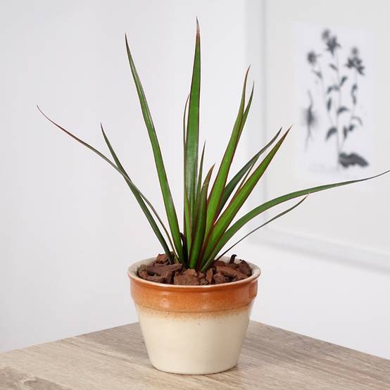 Dracaena marginata - Dragonnier de Madagascar Mini-plante