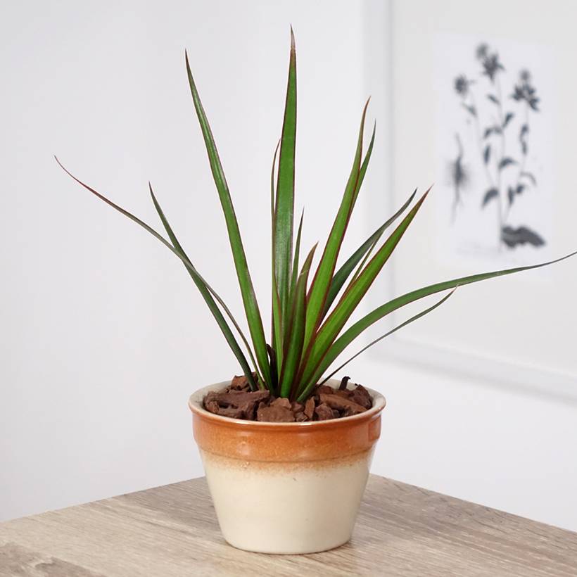 Dracaena marginata - Dragonnier de Madagascar Mini-plante