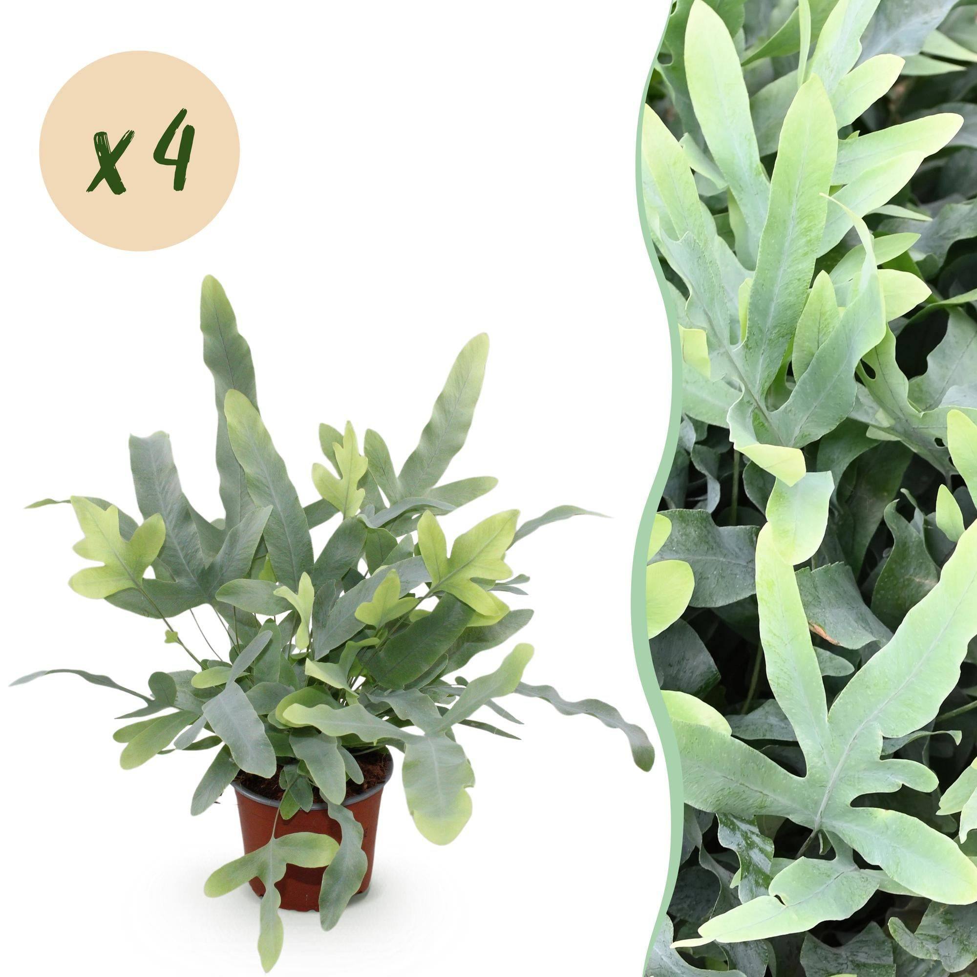 Phlebodium Aureum Bleu Star - D12 H30cm