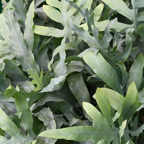 Phlebodium Aureum Bleu Star - D12 H30cm - Image 5