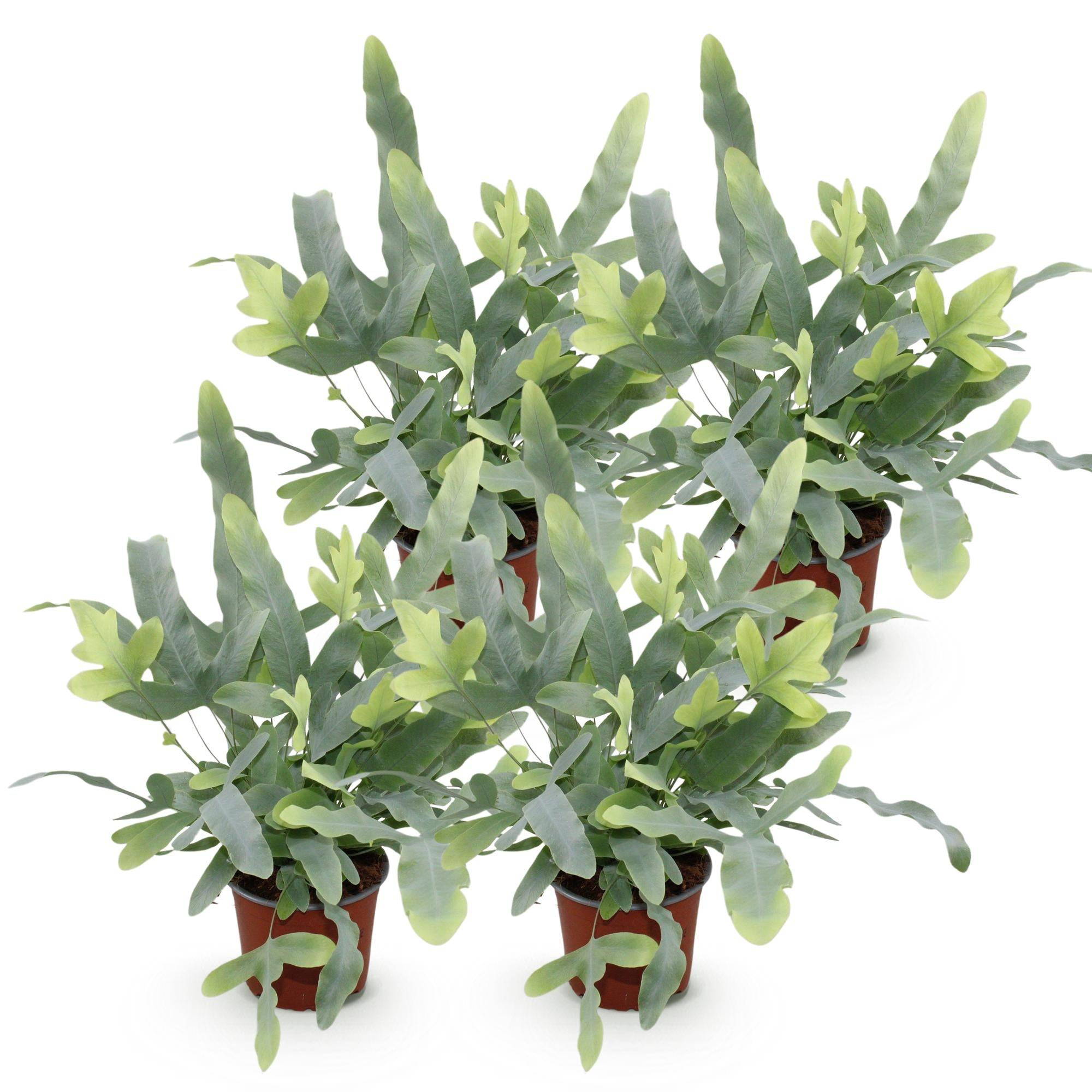 La Green Touch - Phlebodium Aureum Bleu Star - D12 H30cm - Image 2