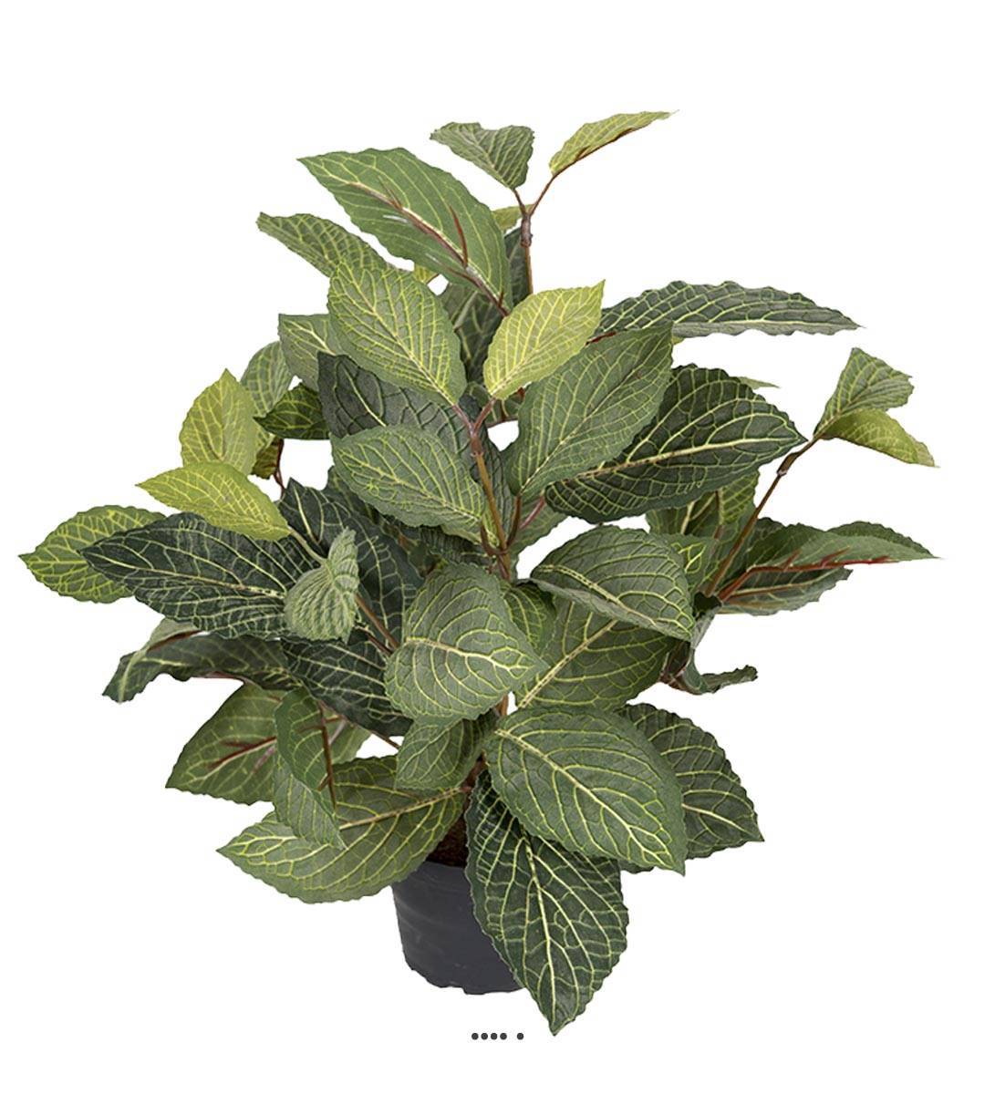Artificielles - Fitonnia artificiel en pot, H 40 cm, D 40 cm Vert - couleur: Vert - Imagen 1