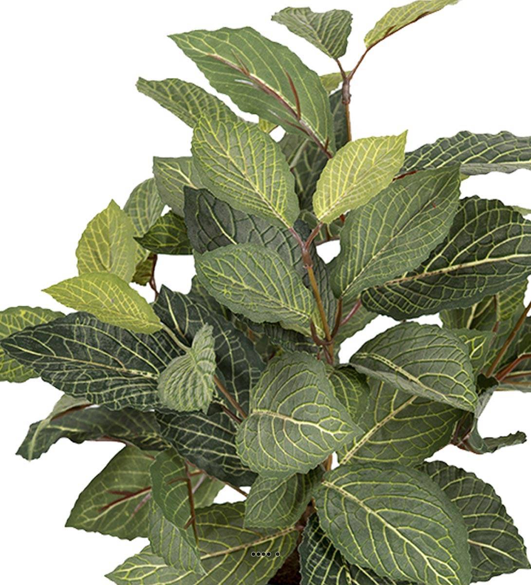 Artificielles - Fitonnia artificiel en pot, H 40 cm, D 40 cm Vert - couleur: Vert - Imagen 3