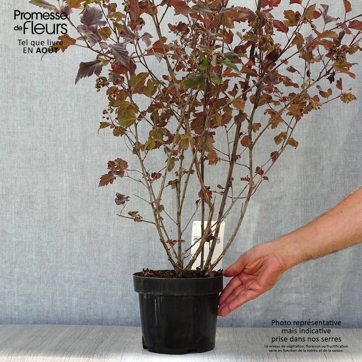 Promesse de Fleurs - Physocarpus opulifolius Summer Wine Pot de 3L/4L - Image 2