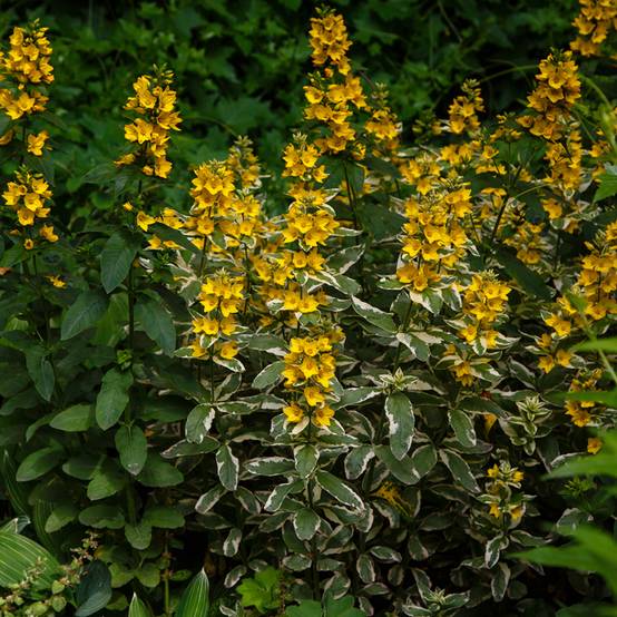 Lysimachia punctata Variegata - Lysimaque ponctuée Godet de 8/9 cm