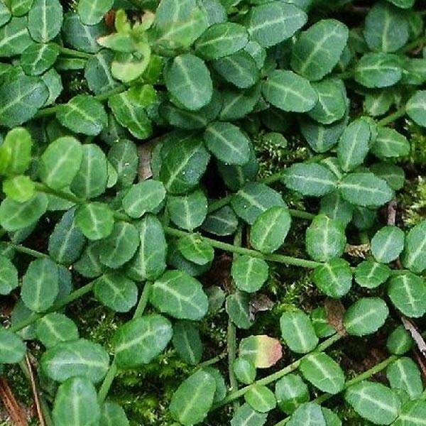 Euonymus fortunei Tustin - Fusain nain persistant. Pot de 1L/1,5L - Image 1