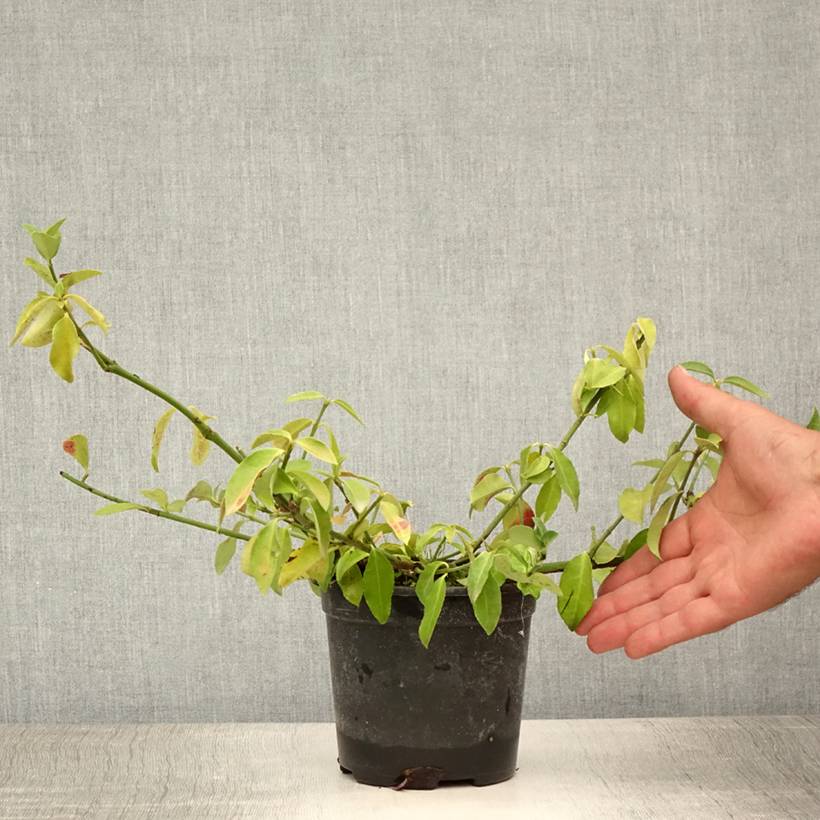 Euonymus fortunei Tustin - Fusain nain persistant. Pot de 1L/1,5L - Image 2