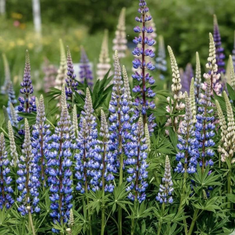 Lupin Le Gouverneur à fleurs Blanche/Bleue - feuillage Caduc - Godet - 5/20 cm - Imagen 1