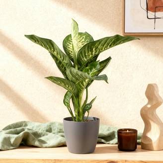 Diefenbachia Tropic Snow - H95cm