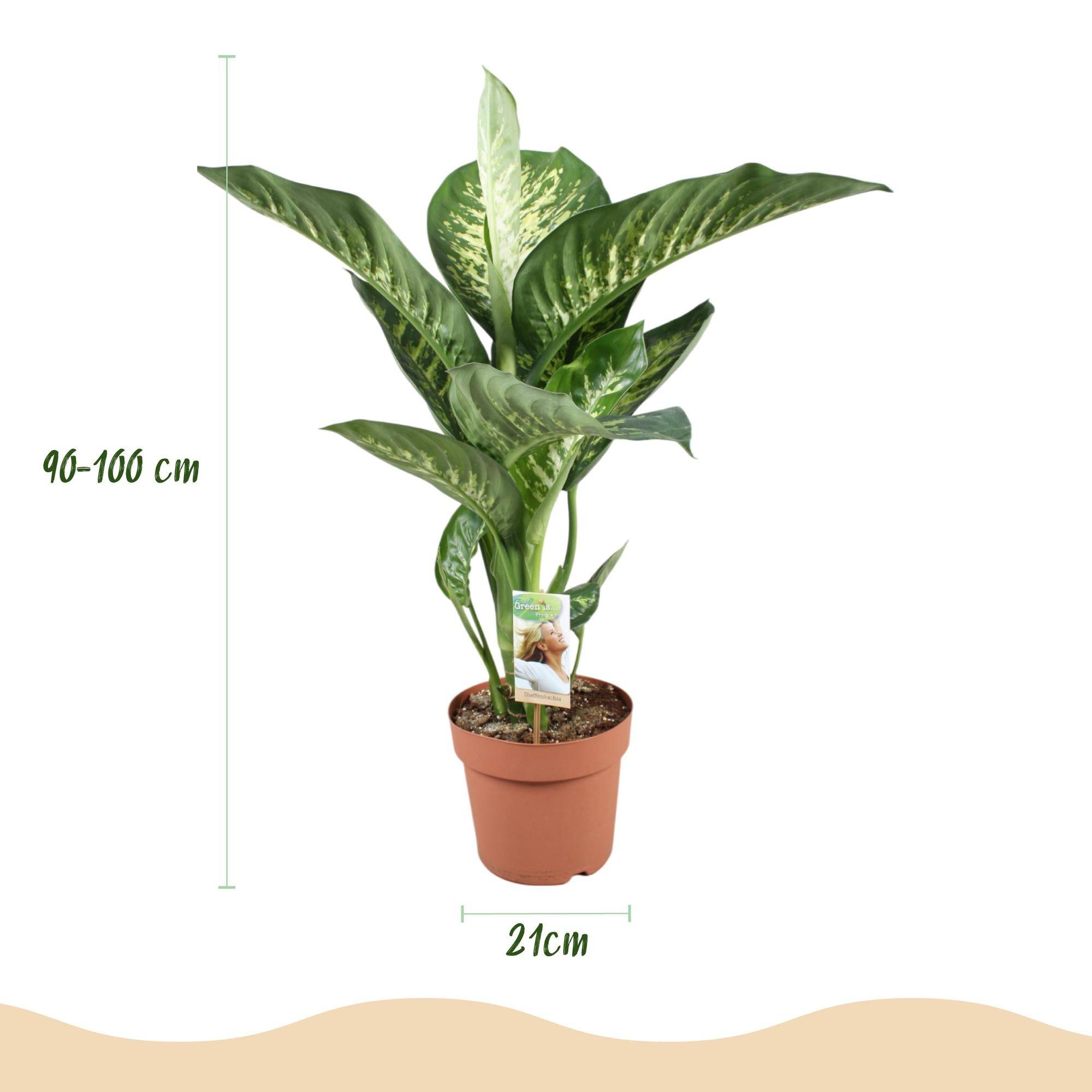 La Green Touch - Diefenbachia Tropic Snow - H95cm - Image 3