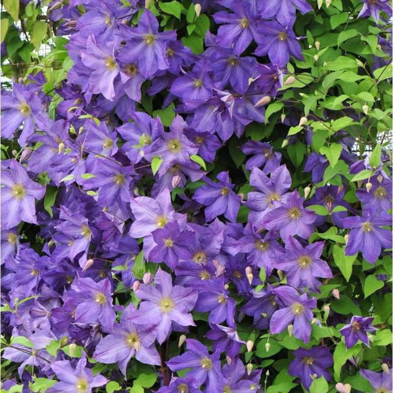 Clématite viticella Solina à fleurs Violette - feuillage Caduc - Pot de 3L - Echelle bambou 60/120 cm-  hauteur à maturité De 2,50 m à 3,00 m - Imagen 1