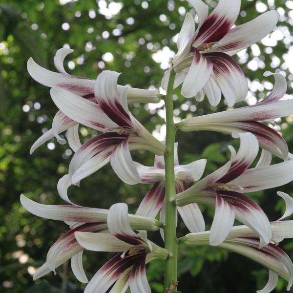 Cardiocrinum giganteum - Lis géant de l'Himalaya Bulbe calibre 24+