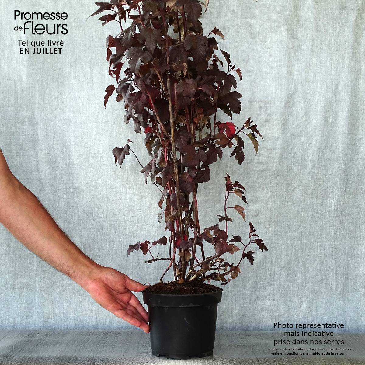 Promesse de Fleurs - Physocarpus opulifolius Diabolo - Physocarpe à feuilles pourpres Pot de 3L/4L - Image 2