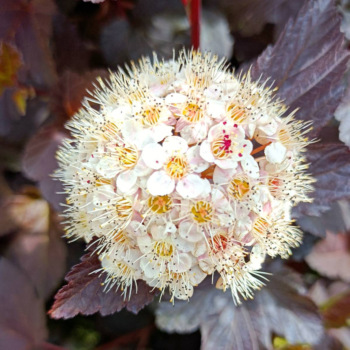 Promesse de Fleurs - Physocarpus opulifolius Diabolo - Physocarpe à feuilles pourpres Pot de 3L/4L - Image 1
