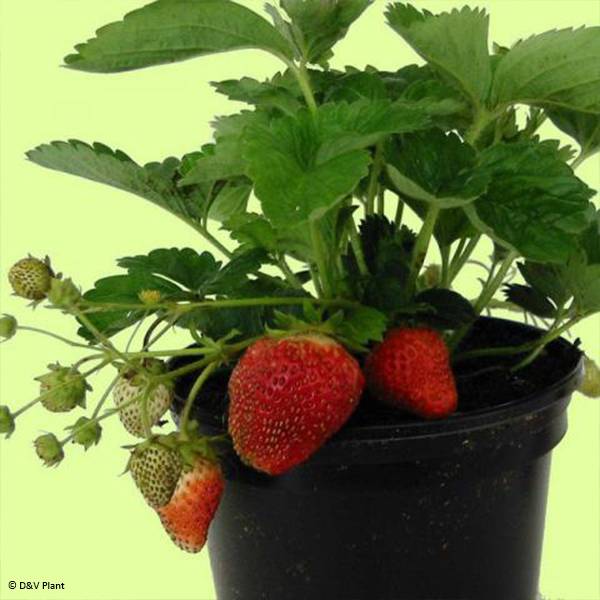 Promesse de Fleurs - Fraisier Temptation - Fraise des bois à gros fruits Pot de 1,5L/2L