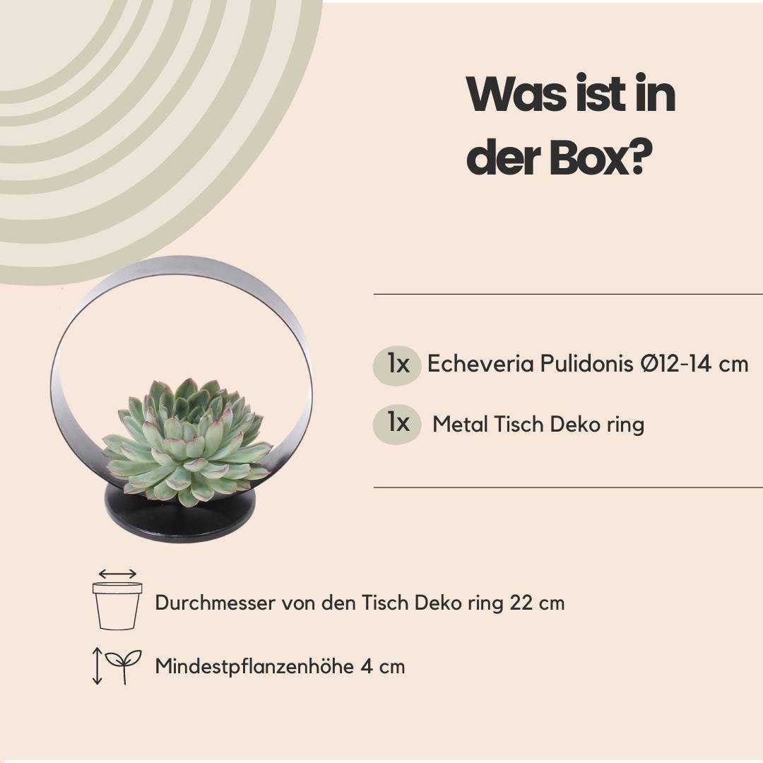 La Green Touch - Echeveria Pulidonis sans racines sur support métal Ø20 cm - Hauteur 20 cm- La Green Touch - Imagen 4