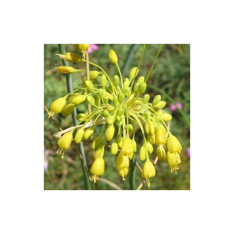 Ail jaune flavum à fleurs Jaune - feuillage Semi-Persistant - Godet - 5/20 cm-  hauteur à maturité De 0,50 m à 1,00 m - Imagen 1