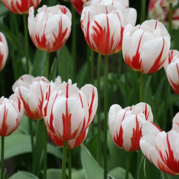 Promesse de Fleurs - Tulipe Triomphe Happy Generation Bulbe calibre 11/12 (par 10)