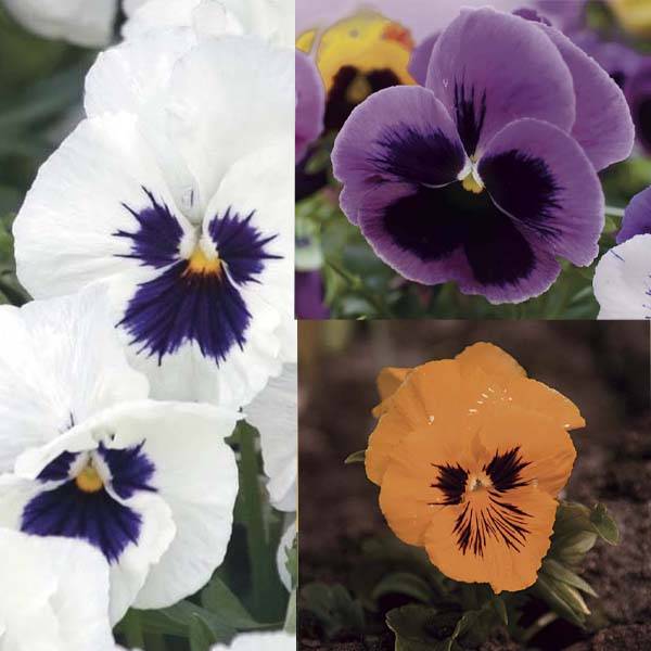 Promesse de Fleurs - Collection Sorbet - Collection de 15 plantes