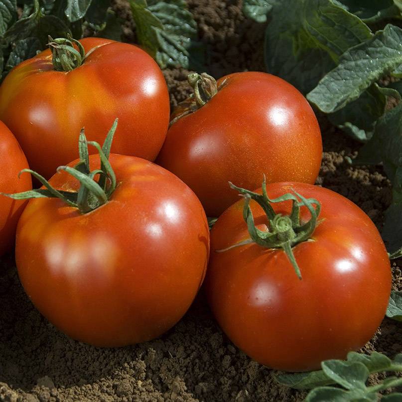 Tomate Fandango F1 le sachet de 25 graines environ (0,1g)