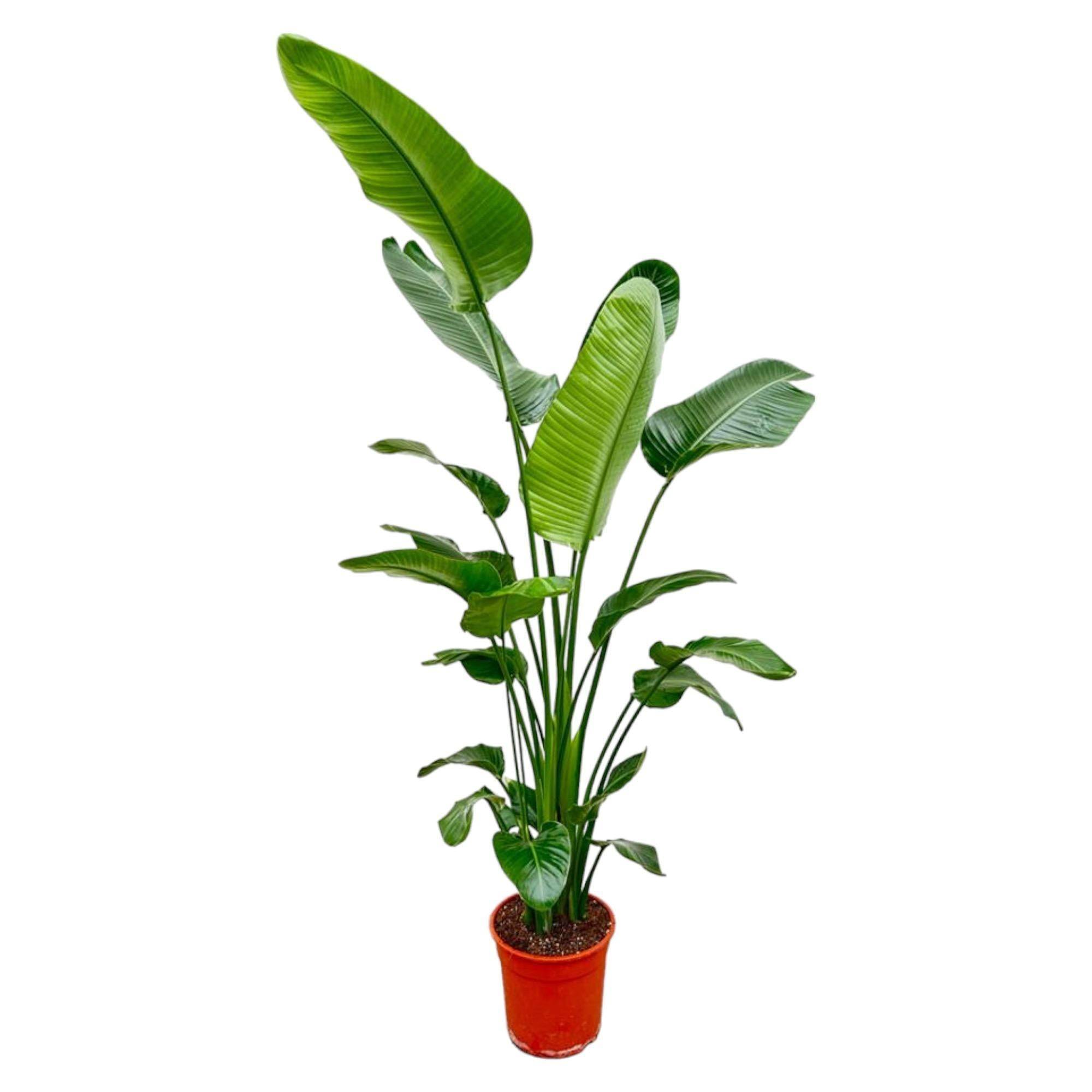 La Green Touch - Strelitzia Nicolai - D27 H200cm - Image 1