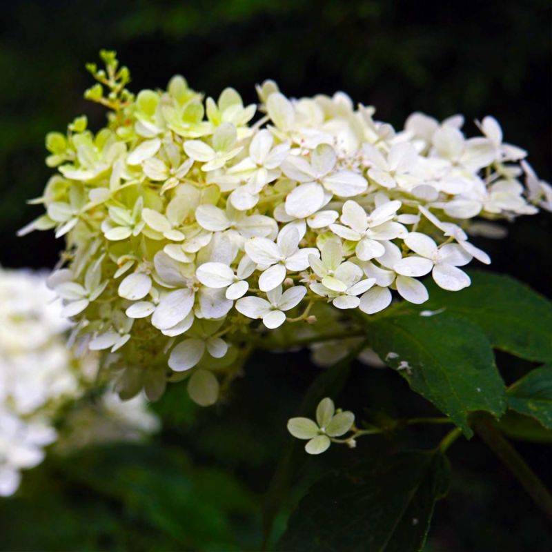 Hortensia Paniculé 'Dentelle De Gorron' (Hydrangea Paniculata) - Godet - Taille 13/25cm - Pépinières Naudet - Image 1