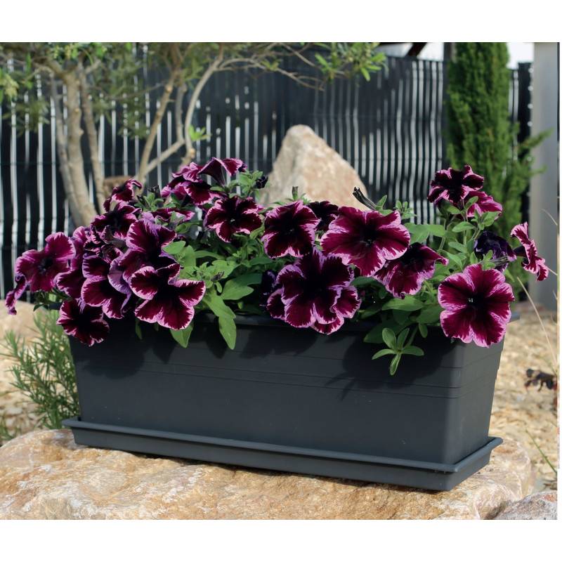 Riviera - Plateau pour jardinière 60 cm - 55,5 x 16 x 3 cm - Gris - Fabrication Française - Image 3