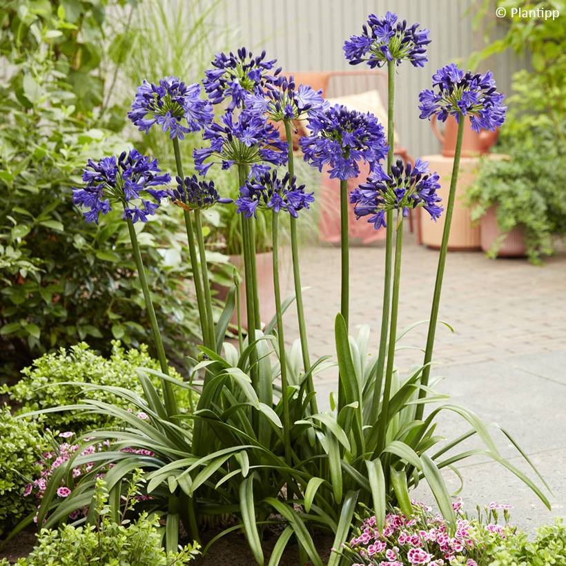 Promesse de Fleurs - Agapanthe Midnight Sky Pot de 2L/3L