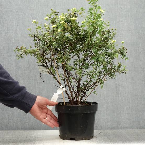 Potentilla fruticosa Lemon Meringue- Potentille arbustive Pot de 2L/3L - Image 2