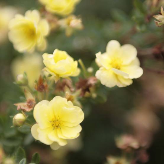 Potentilla fruticosa Lemon Meringue- Potentille arbustive Pot de 2L/3L - Image 1