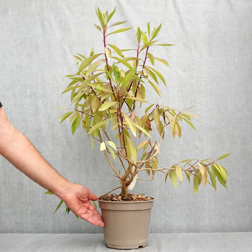 Myoporum laetum Pot de 4L/5L - Image 2