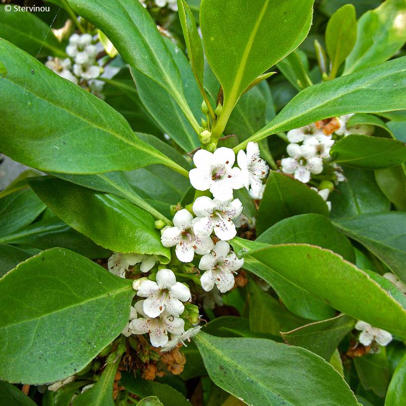 Myoporum laetum Pot de 4L/5L - Image 1